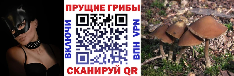 наркошоп  Каменск-Уральский  Галлюциногенные грибы Cubensis 
